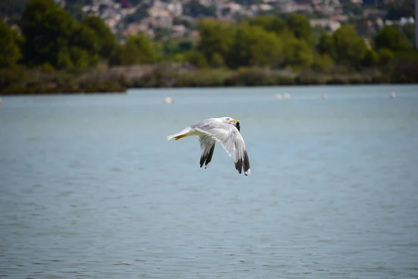 Vista Panorámica Hermosas Gaviotas Aves — Foto de Stock