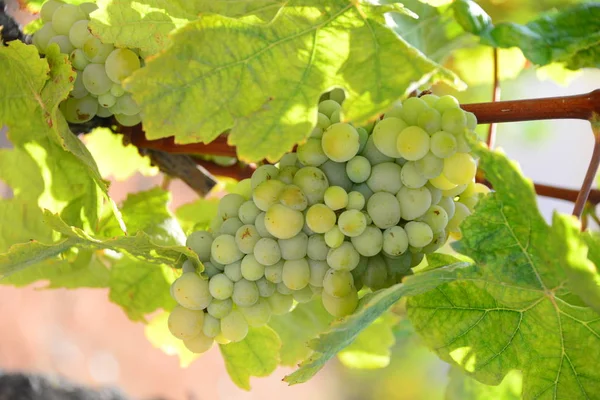 Weinberg Weinbäume Flora Und Blumen — Stockfoto