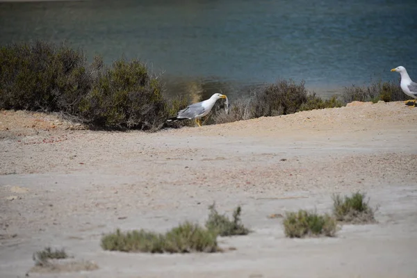 美しいカモメの鳥の風景 — ストック写真