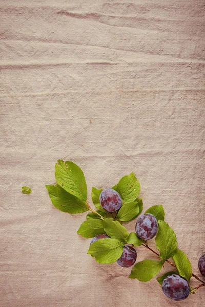 Φρέσκο Γλυκό Μπλε Berry Υποκατάστημα Απομονωμένη Vintage Λευκό Πανί — Φωτογραφία Αρχείου