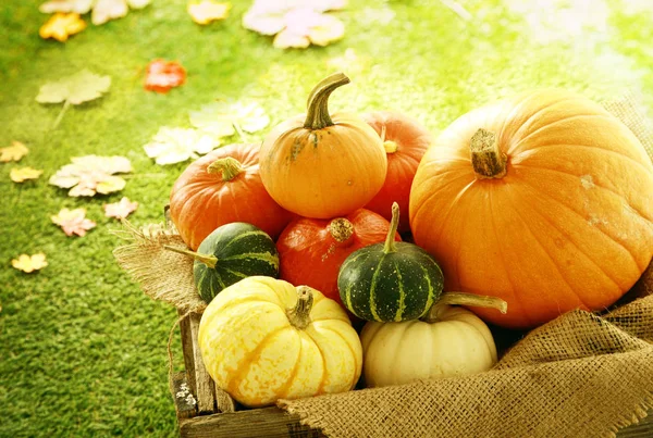 Verscheidenheid Van Pompoenen Kalebassen Houten Krat Met Herfstbladeren Achtergrond — Stockfoto