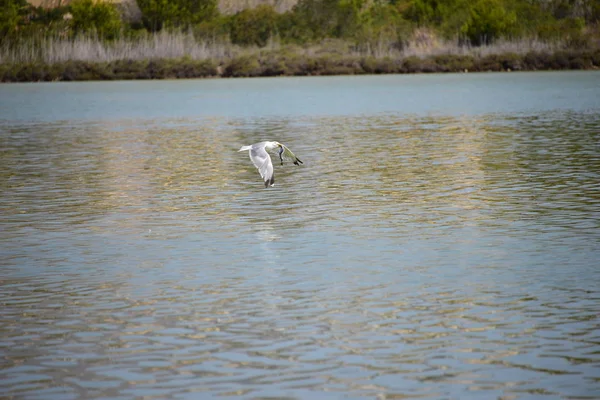 Vue Panoramique Magnifiques Goélands Oiseaux — Photo