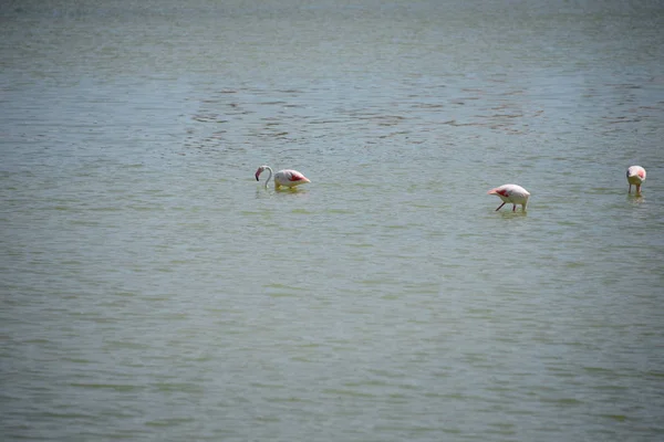 Vue Panoramique Des Flamants Roses Majestueux Nature — Photo