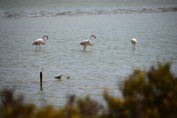 Vista Panorâmica Flamingos Majestosos Natureza — Fotografia de Stock