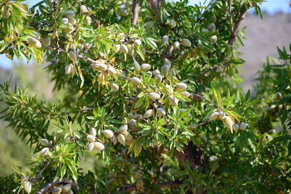 Olijven Aan Boom Spanje — Stockfoto