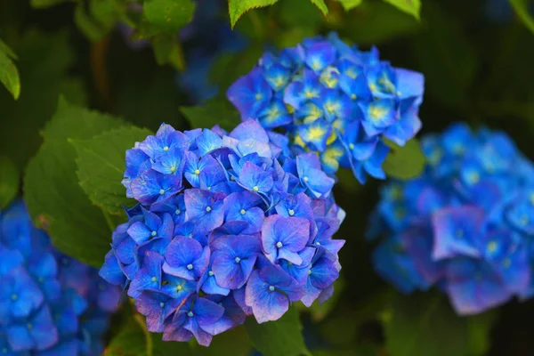 Vista Panorámica Hermosa Hortensia Colorida —  Fotos de Stock