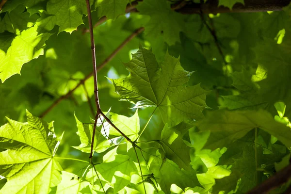 Flora Przyrodnicza Liście Drzew — Zdjęcie stockowe