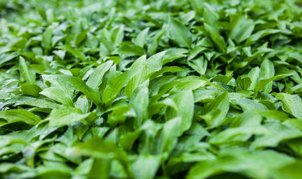 Green Leaves Hosta Rain Drops — Stock Photo, Image
