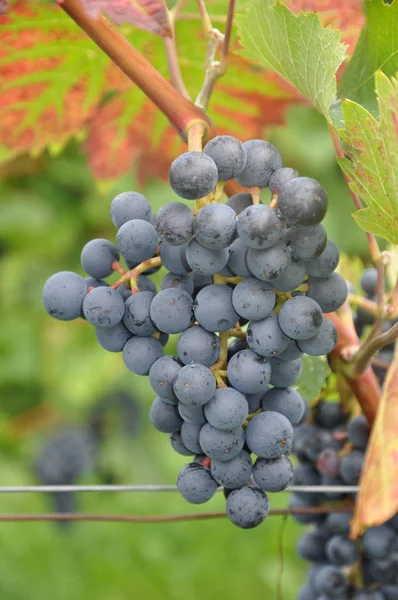 Landsbygd Vingårdar Jordbruk Vinstockar Växter — Stockfoto