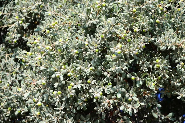 Ekollon Träd Spanien — Stockfoto