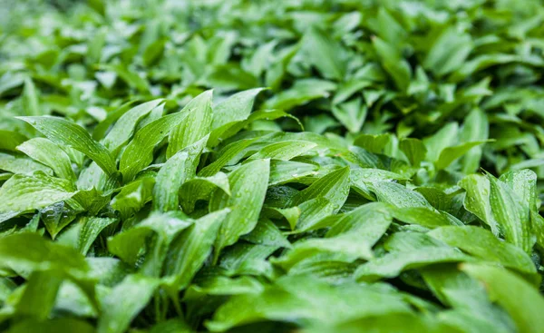 Green Leaves Hosta Rain Drops — Stock Photo, Image