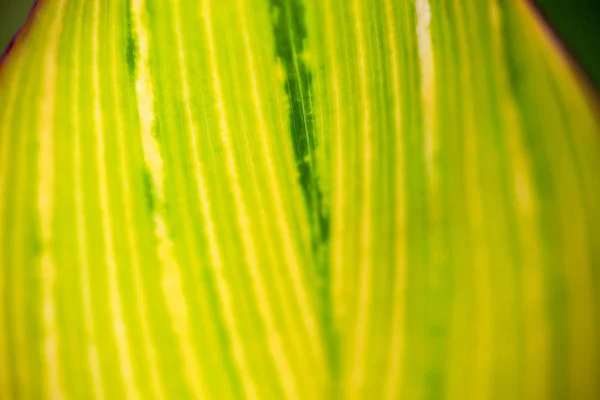 Primo Piano Della Foglia Strisce Giallo Verde Chiaro Sole — Foto Stock