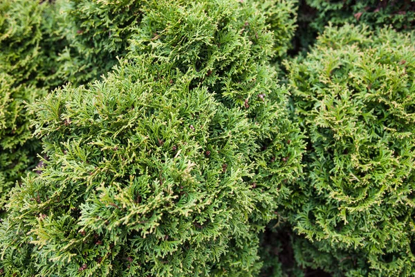 Branches Genévrier Plante Résineuse Feuilles Persistantes Ressemblant Des Écailles — Photo