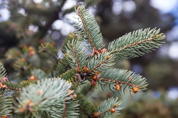 Evergreen Branches Colorado Blue Spruce — Stock Photo, Image
