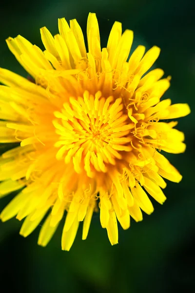 Fechar Flor Dente Leão Amarela Florescente — Fotografia de Stock