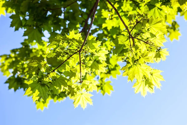 Zielone Liście Klonu Słońcu Tle Niebieskiego Nieba — Zdjęcie stockowe