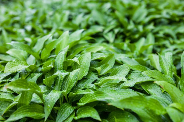 Green Leaves Hosta Rain Drops — Stock Photo, Image