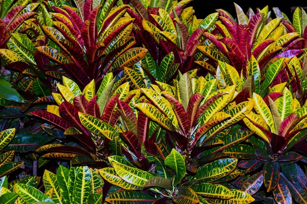 Folhas Croton Baía Subic Perto Olongapo City Filipinas — Fotografia de Stock