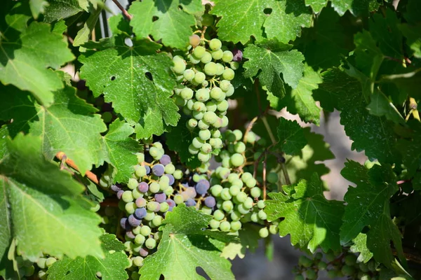 Bunches Grapes Tree Grapes — Stock Photo, Image