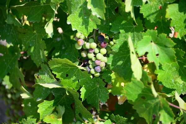 Vinranka Gröna Blad Träd — Stockfoto