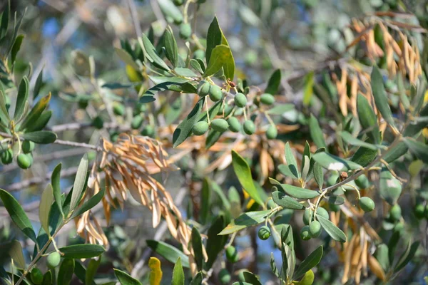 Ελιές Φύλλα Και Χλωρίδα — Φωτογραφία Αρχείου