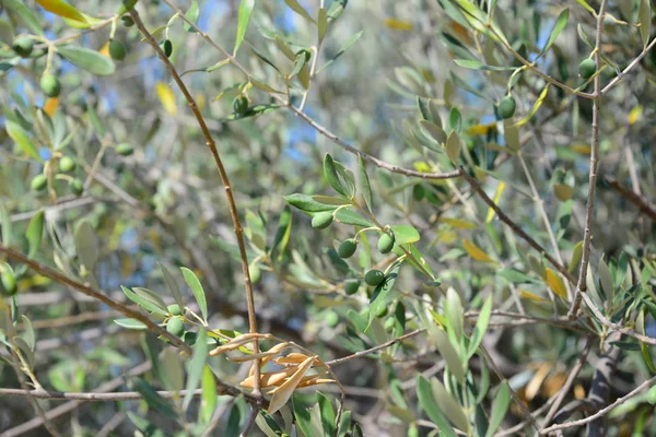 Oliven Baum Spanien — Stockfoto