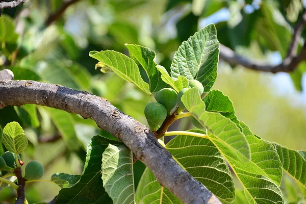 Figueira Folhas Verdes Árvore Árvore Fruto — Fotografia de Stock