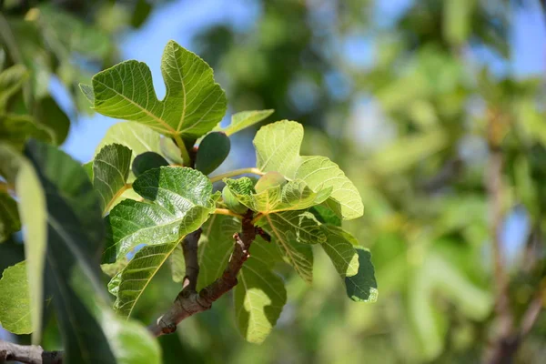 Owoce Figowe Liście Zielone Drzewo Owocowe — Zdjęcie stockowe