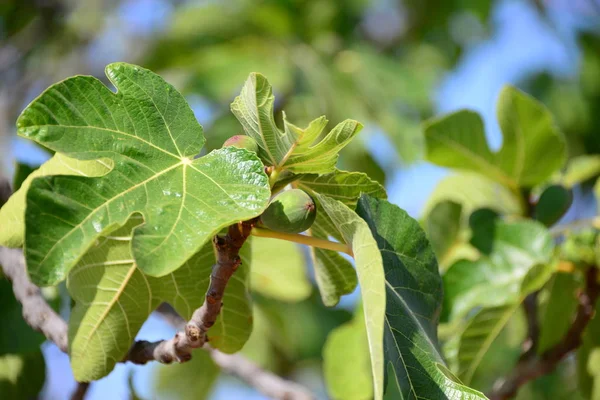 Drzewo Figowe Zielone Liście Drzewa Owocowego — Zdjęcie stockowe