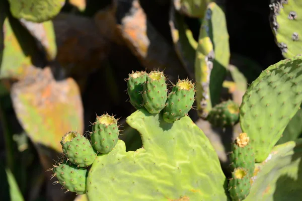 Kaktus Flora Tropikalna — Zdjęcie stockowe