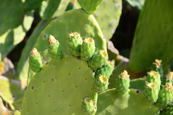 Тропическое Зеленое Растение Сочные Кактусы — стоковое фото
