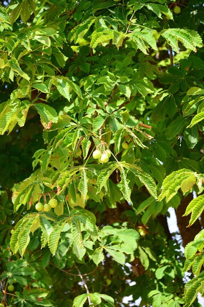 Bela Natureza Espanha — Fotografia de Stock