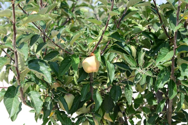 Apfelbaum Mit Äpfeln Spanien — Stockfoto