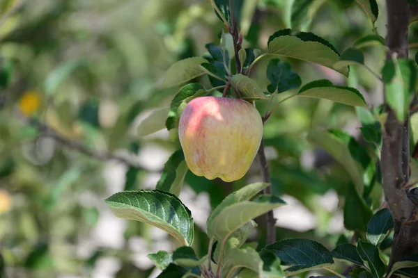 Pommiers Aux Pommes Espagne — Photo