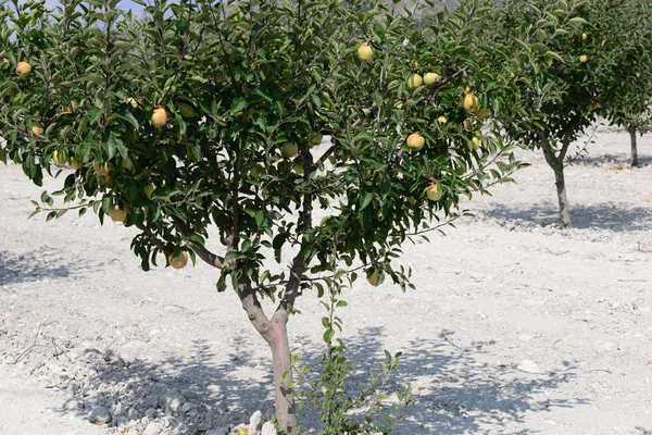 Древо Яблони Яблоками Испания — стоковое фото