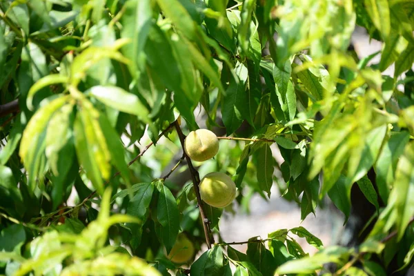 葉や植物のある梅の木 — ストック写真