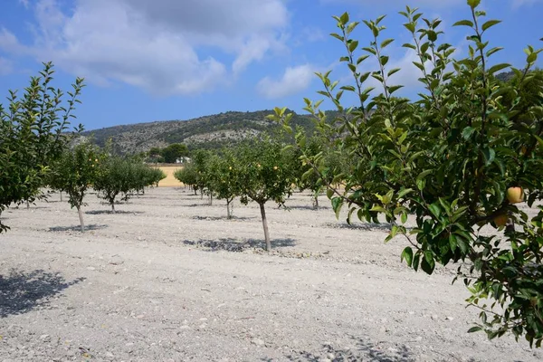 Apple Tree Apples Spain — Stock Photo, Image