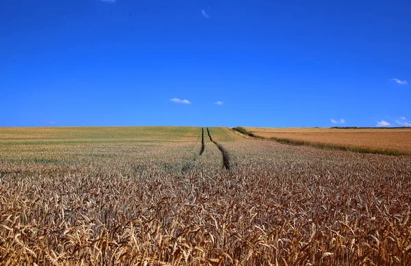 Άποψη Του Cornfield Έννοια Της Γεωργίας — Φωτογραφία Αρχείου