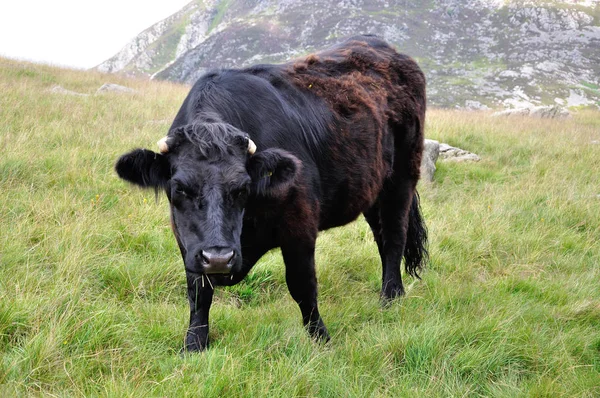 Свободный Ассортимент Крупного Рогатого Скота Национальном Парке Сноудония Уэльсе — стоковое фото