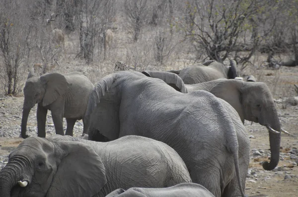 Elefantes Parque Nacional Namíbia — Fotografia de Stock