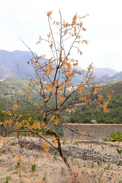 Almond Tree Flora Leaves Nature — Stock Photo, Image