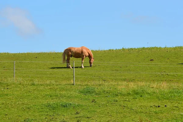 Niedliches Pferd Wilder Natur — Stockfoto