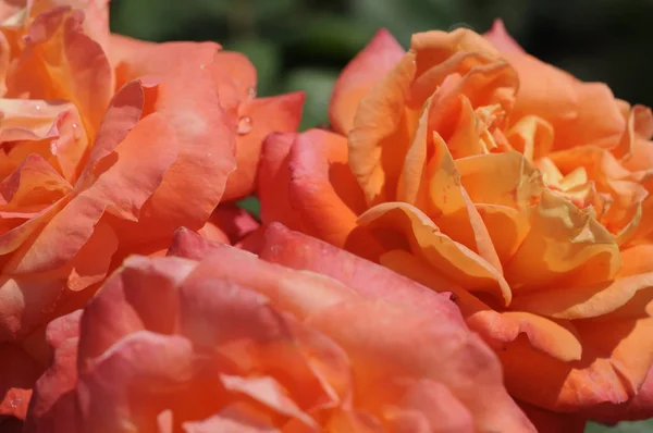 Pétalas Florais Rosas Flores Flor — Fotografia de Stock