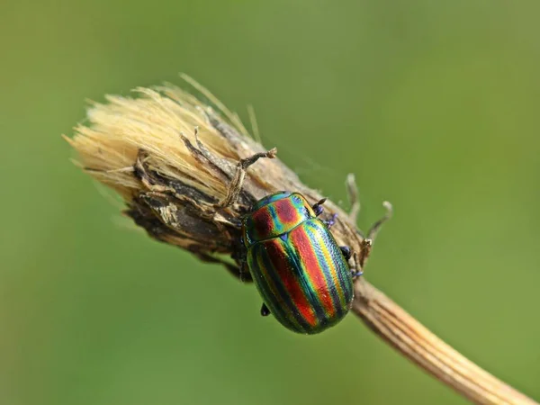 Escarabajo Hoja Arco Iris Chrysolina Cerealis — Foto de Stock