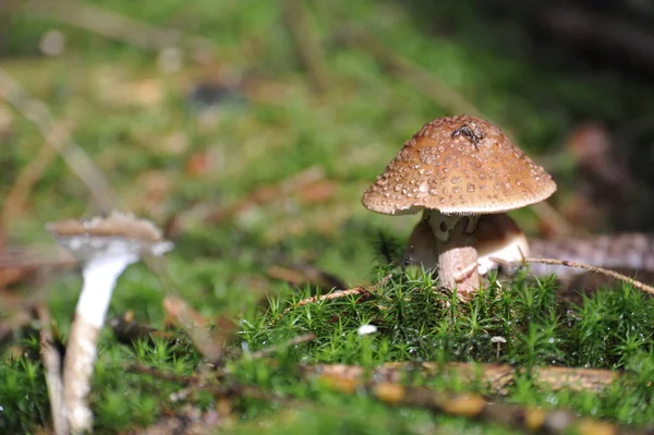 Ormanda Büyüyen Mantarlar Doğa Geçmişi — Stok fotoğraf