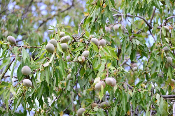 Mandlový Strom Flóra Listy Přírodě — Stock fotografie