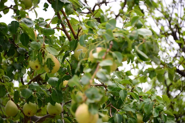 Αχλαδιών Στην Ισπανία — Φωτογραφία Αρχείου