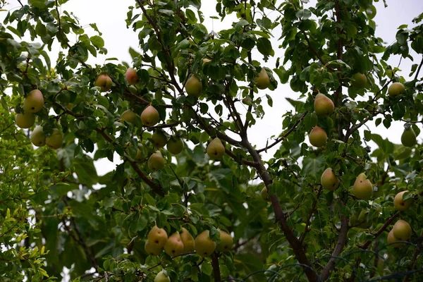 Árbol Pera Angustia — Foto de Stock