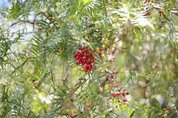 Червоний Перець Дереві Іспанія — стокове фото