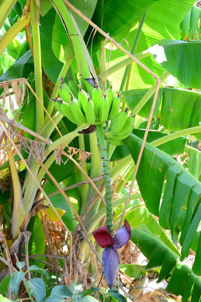 Tropische Plant Bananenboom — Stockfoto